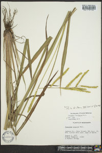 Paspalum floridanum image