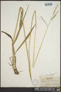 Paspalum floridanum image