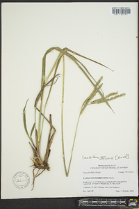 Paspalum floridanum image