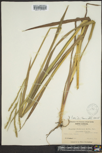 Paspalum floridanum image