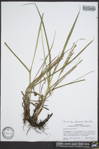 Paspalum floridanum image