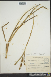 Paspalum floridanum image