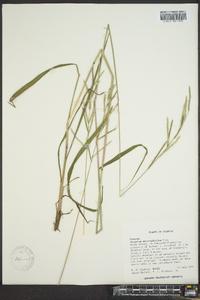 Paspalum longipedunculatum image