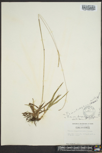 Paspalum longipedunculatum image