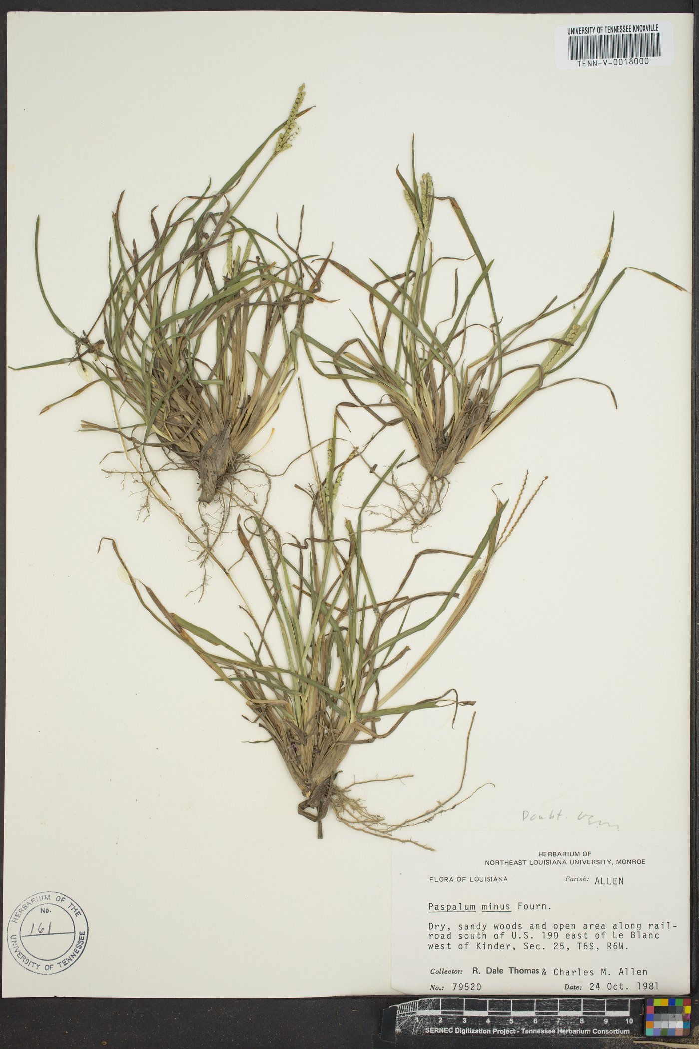 Paspalum longipedunculatum image