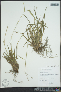 Paspalum longipedunculatum image