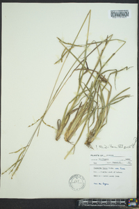 Paspalum laeve image