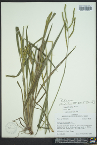 Paspalum laeve image