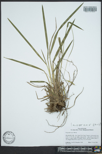 Paspalum laeve image