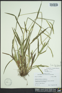 Paspalum laeve image