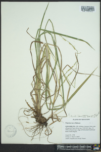 Paspalum laeve image