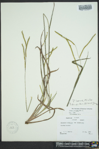 Paspalum laeve image