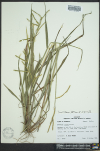 Paspalum laeve image