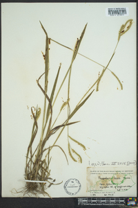 Paspalum laeve image