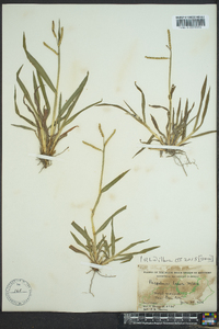 Paspalum laeve image