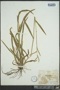 Paspalum laeve image