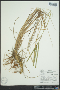 Paspalum notatum image