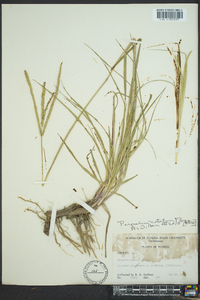 Paspalum notatum image