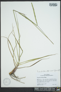 Paspalum notatum image