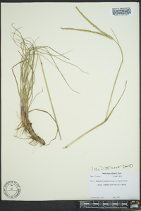 Paspalum notatum image