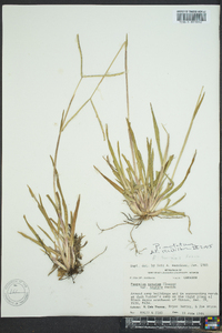 Paspalum notatum image