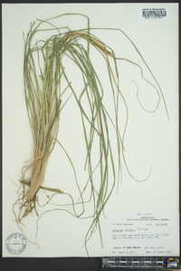 Paspalum notatum image