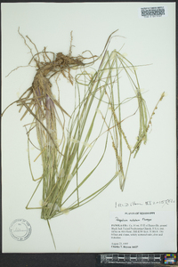 Paspalum notatum image