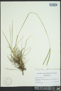 Paspalum notatum image