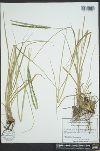 Paspalum notatum image