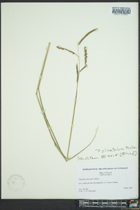 Paspalum plicatulum image