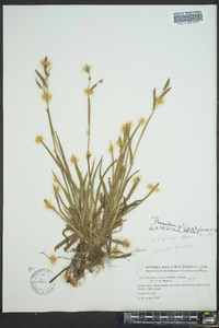 Paspalum plicatulum image