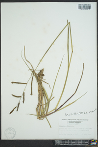 Paspalum plicatulum image