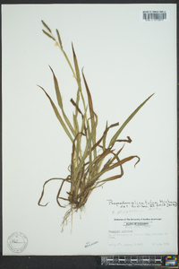 Paspalum plicatulum image