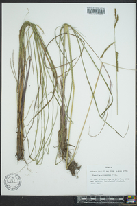 Paspalum plicatulum image