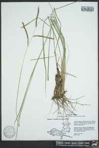 Paspalum plicatulum image