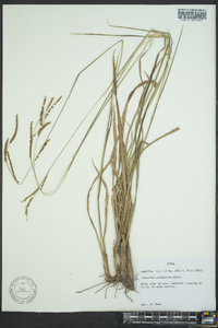 Paspalum plicatulum image