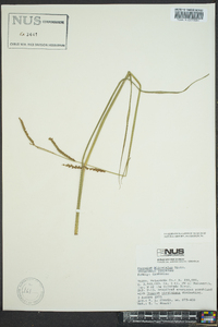 Paspalum plicatulum image