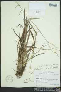 Paspalum plicatulum image