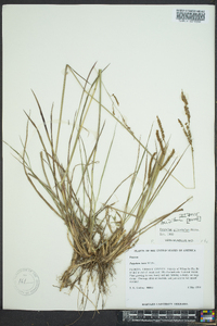 Paspalum plicatulum image