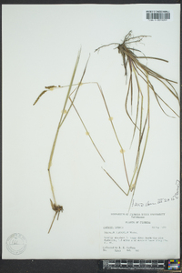 Paspalum plicatulum image