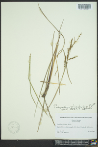 Paspalum plicatulum image