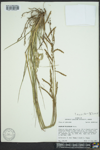 Paspalum plicatulum image