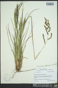 Paspalum plicatulum image