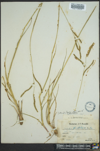 Paspalum plicatulum image