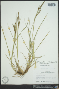 Paspalum plicatulum image