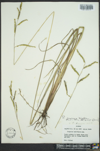 Paspalum praecox image