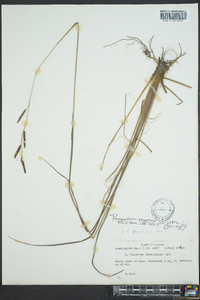 Paspalum praecox image