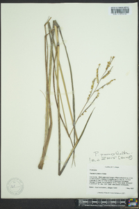 Paspalum praecox image