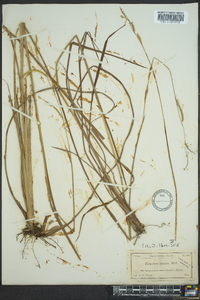 Paspalum praecox image