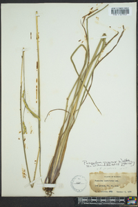 Paspalum praecox image